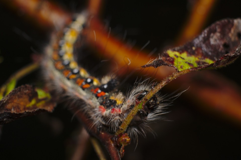 Acronicta tridens - barnás szigonyosbagoly
