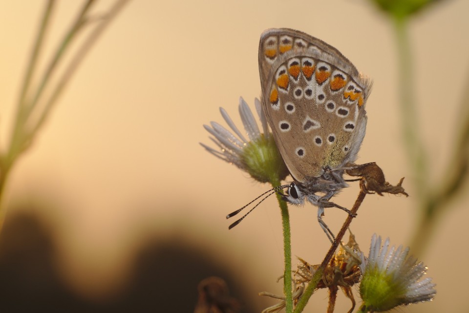 Polyommatus icarus - közönséges boglárka