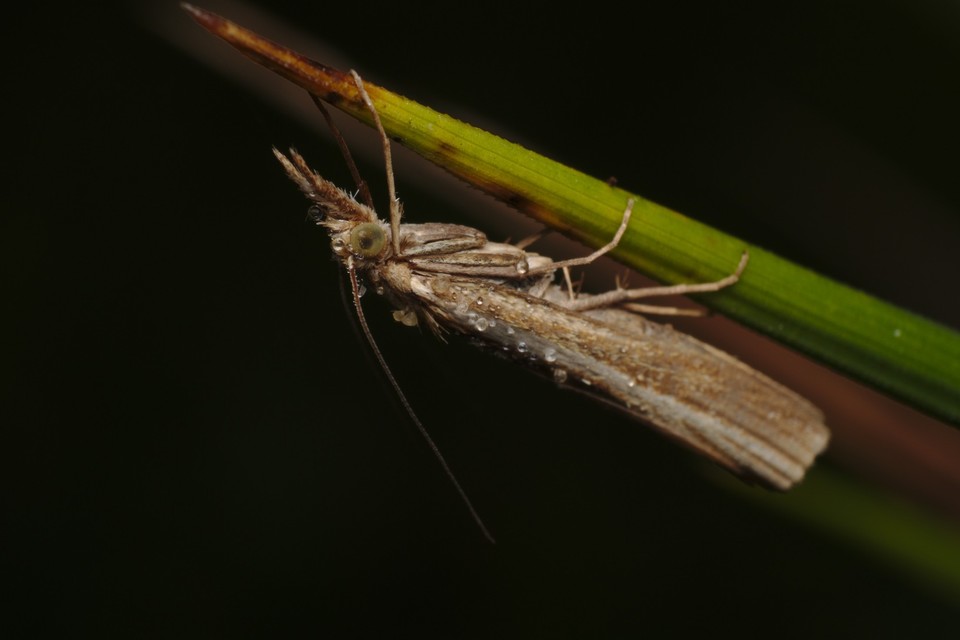 Crambinae