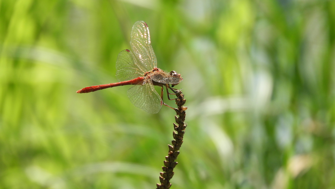 Sympetrum meridionale - fakó katona-szitakötő