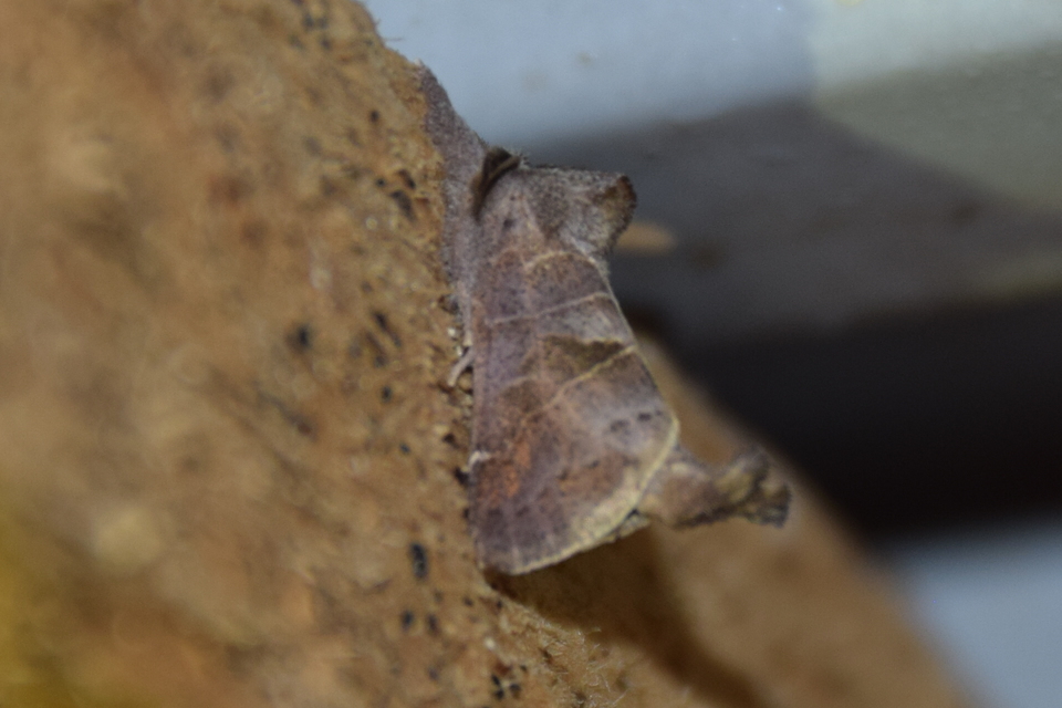 Clostera pigra - apró levélszövő