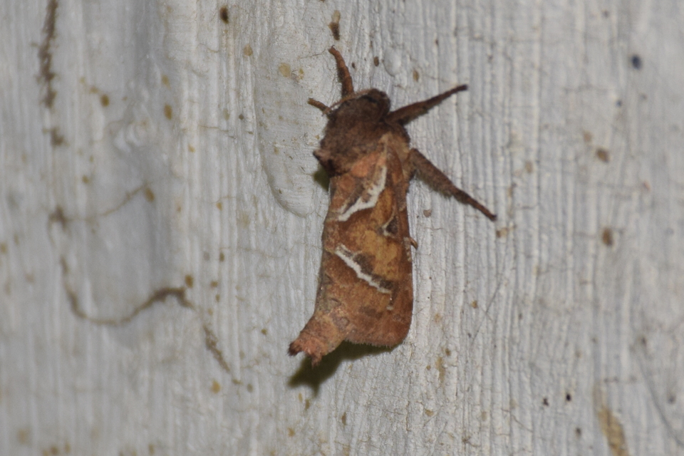 Triodia sylvina - kis gyökérrágólepke