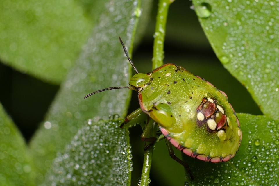 Nezara viridula - zöld vándorpoloska