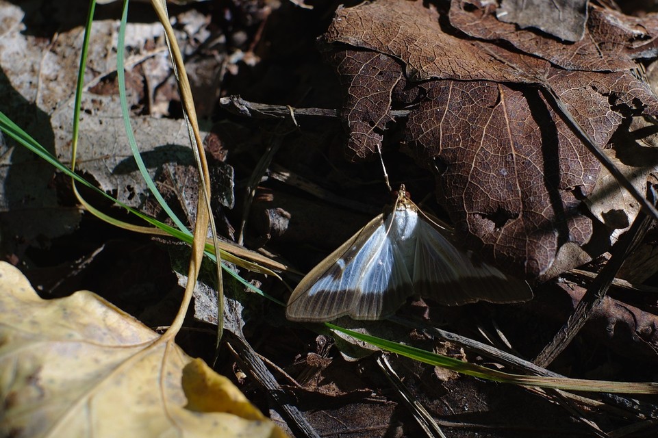 Cydalima perspectalis - puszpáng-tűzmoly