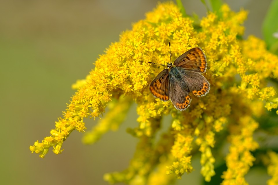 Lycaena tityrus - barna tűzlepke