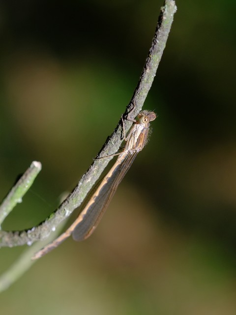 Sympecma fusca - téli rablószitakötő