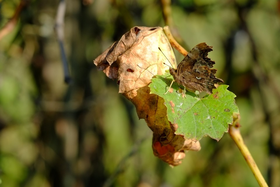 Nymphalis c-album - C-betűs lepke