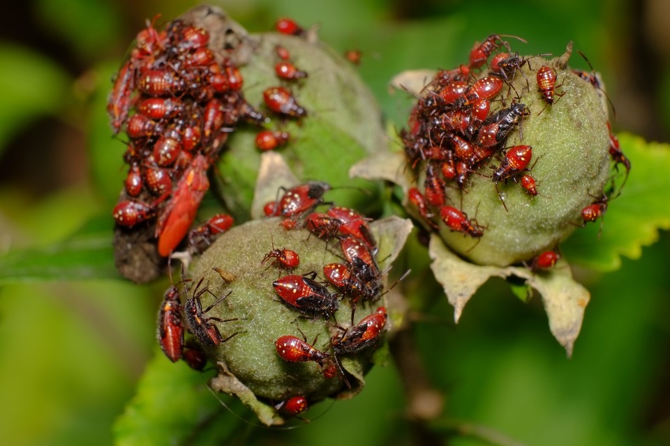 Lygaeus equestris/simulans