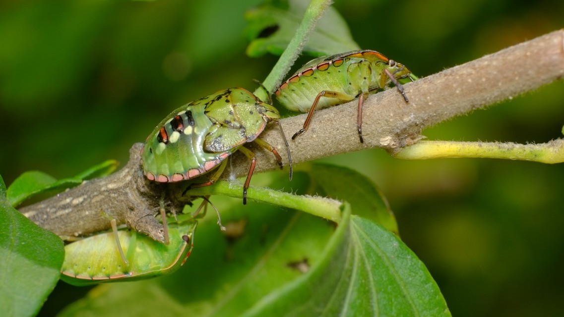 Nezara viridula - zöld vándorpoloska
