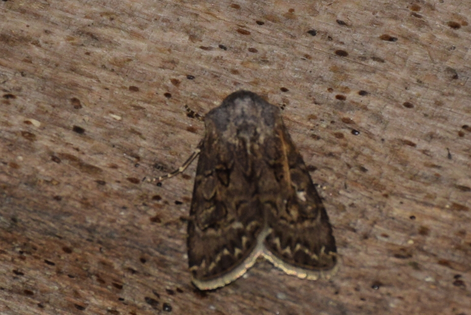 Agrotis bigramma - kétjegyű földibagoly