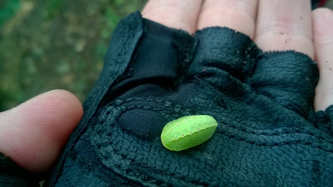 Apoda limacodes - kagylólepke