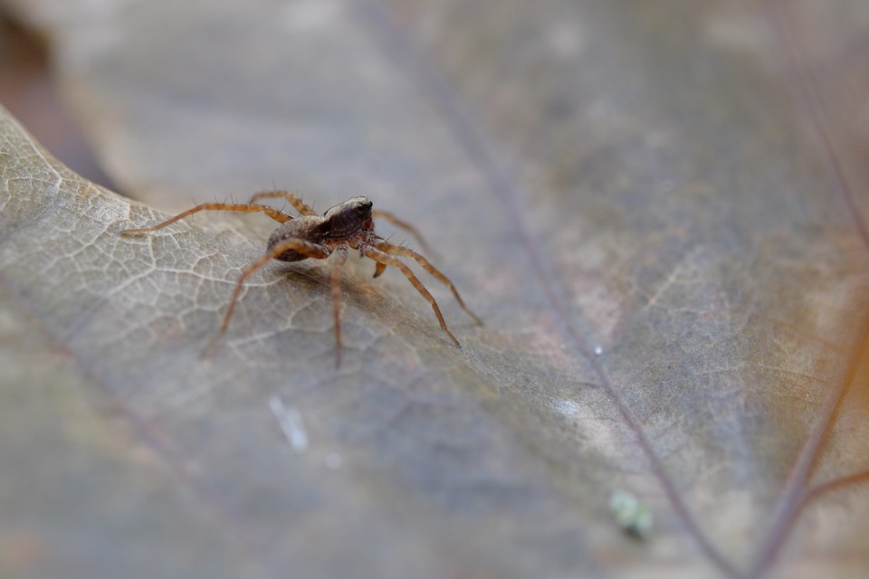 Pardosa