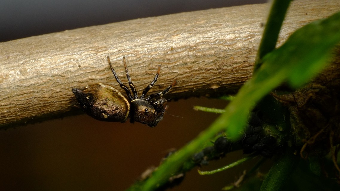 Heliophanus