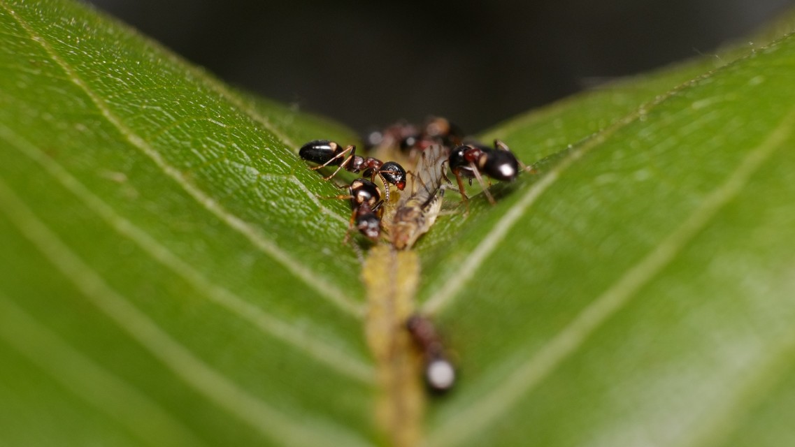 Dolichoderus quadripunctatus - négypettyes erdeihangya