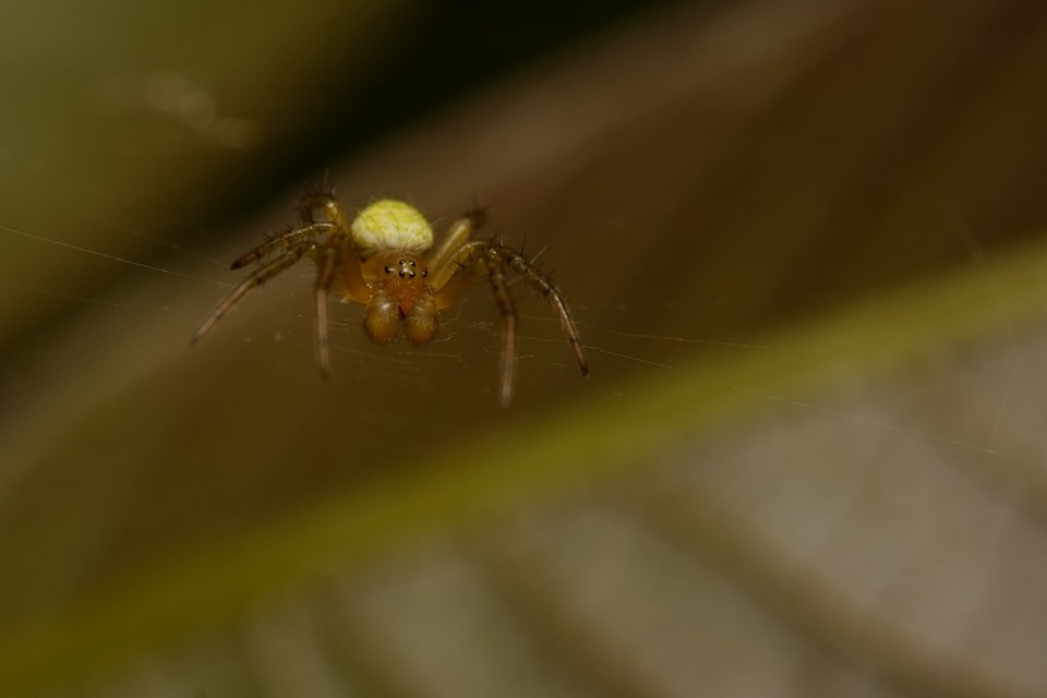 Araniella
