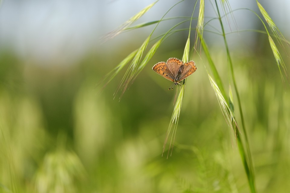 Lycaena tityrus - barna tűzlepke