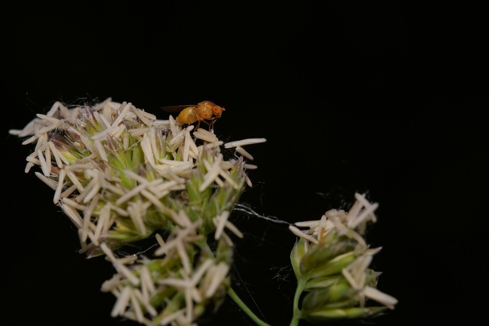 Lauxaniidae - pudvalegyek