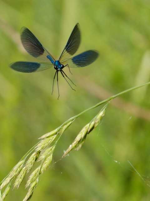 Calopteryx splendens - sávos szitakötő