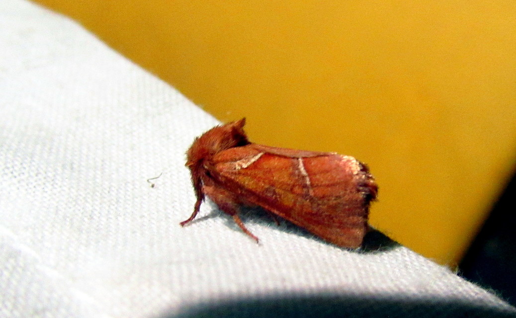 Triodia sylvina - kis gyökérrágólepke