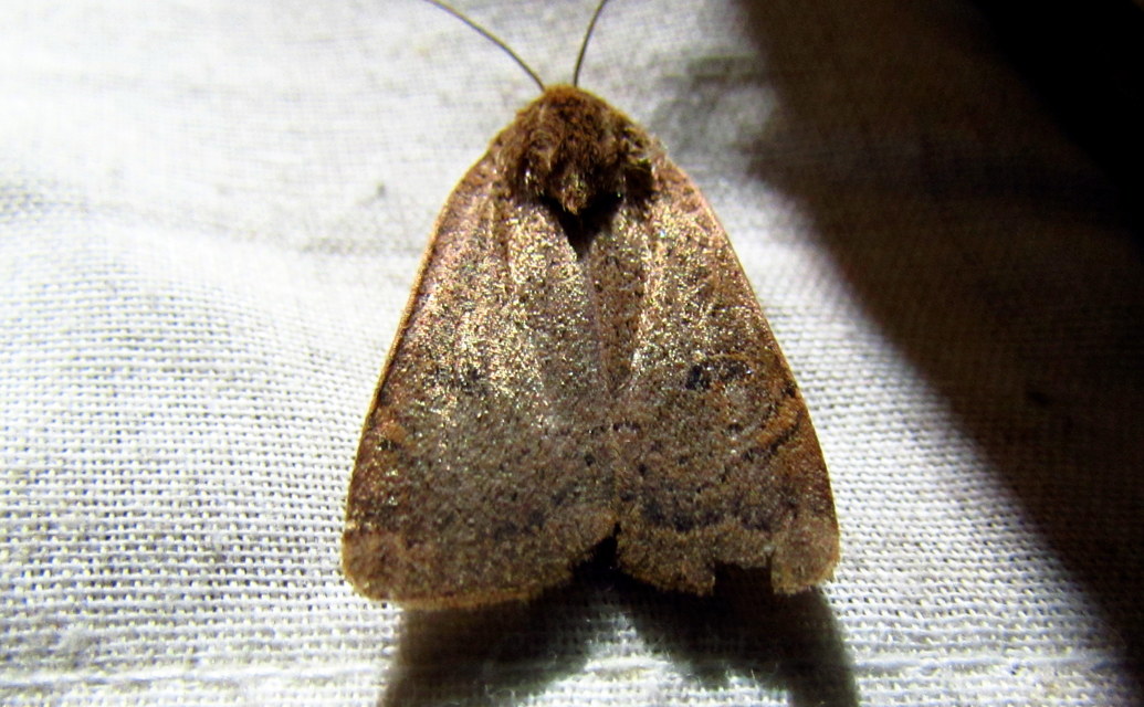 Noctua comes - kis sárgafűbagoly