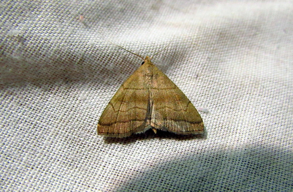Herminia tarsicrinalis - szőröslábú karcsúbagoly