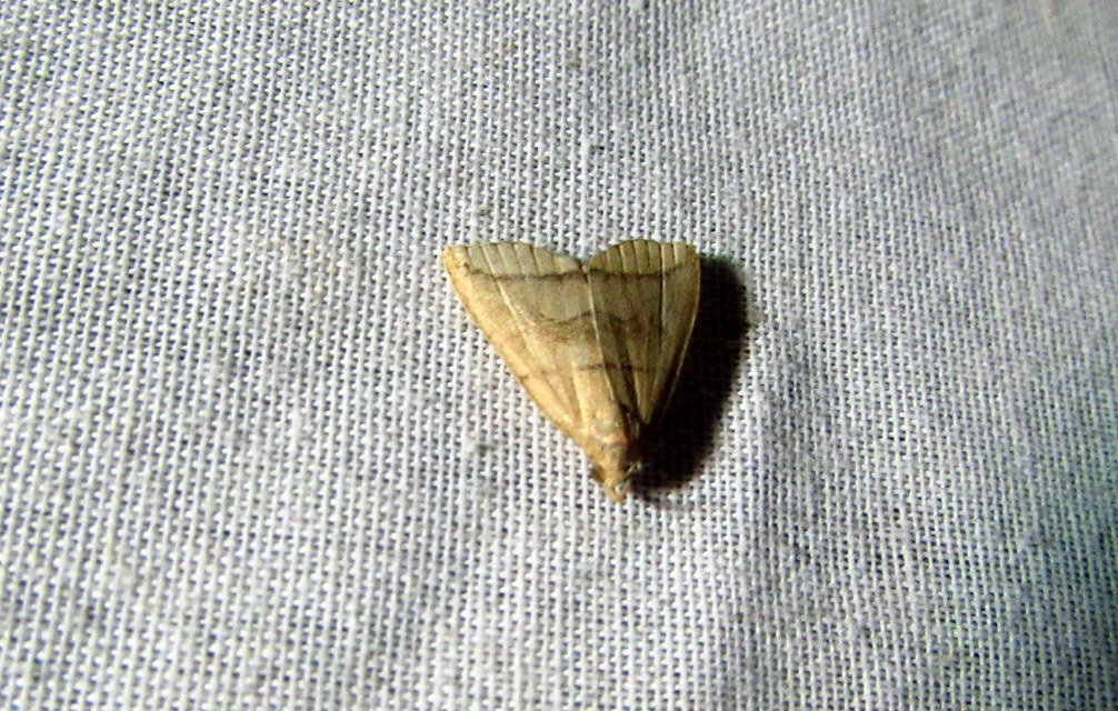 Herminia grisealis - ligeti karcsúbagoly