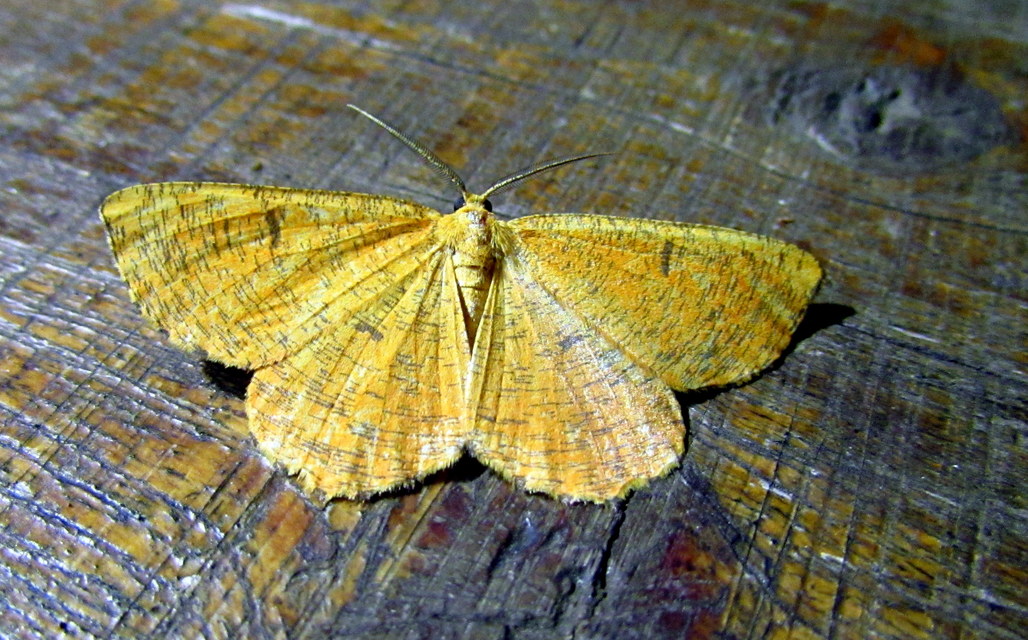 Angerona prunaria - sárga kökényaraszoló