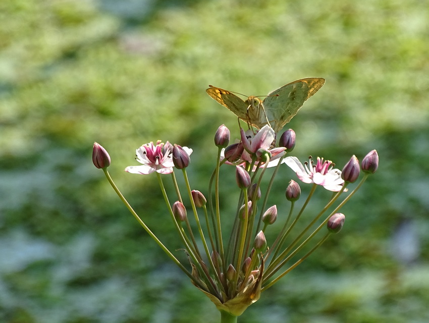 Argynnis pandora - zöldes gyöngyházlepke