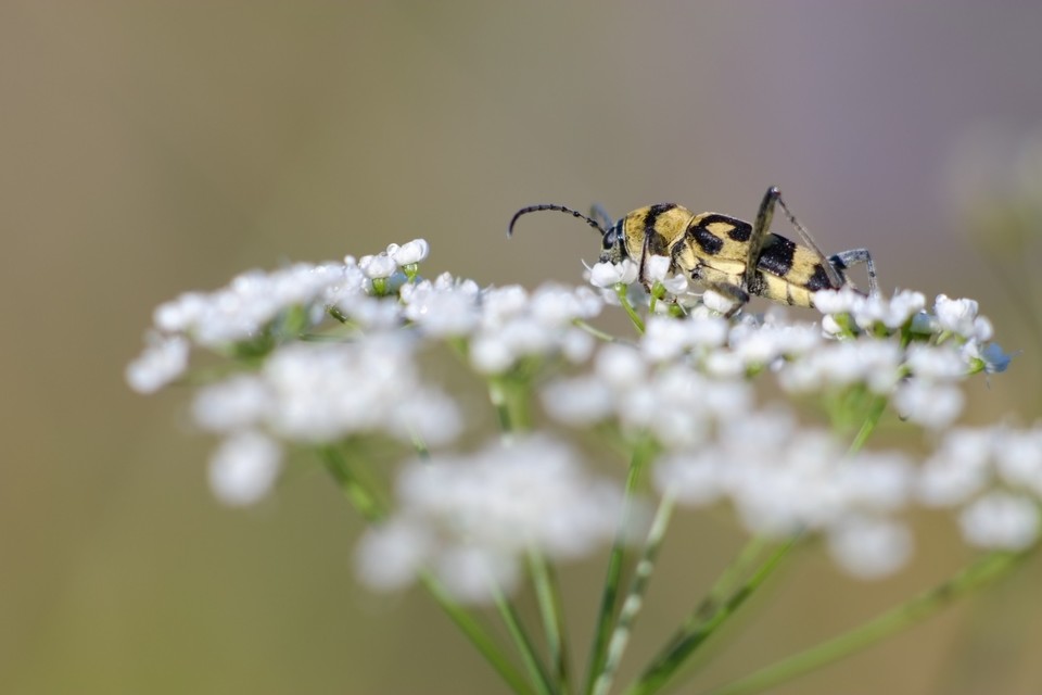 Chlorophorus varius - díszes darázscincér