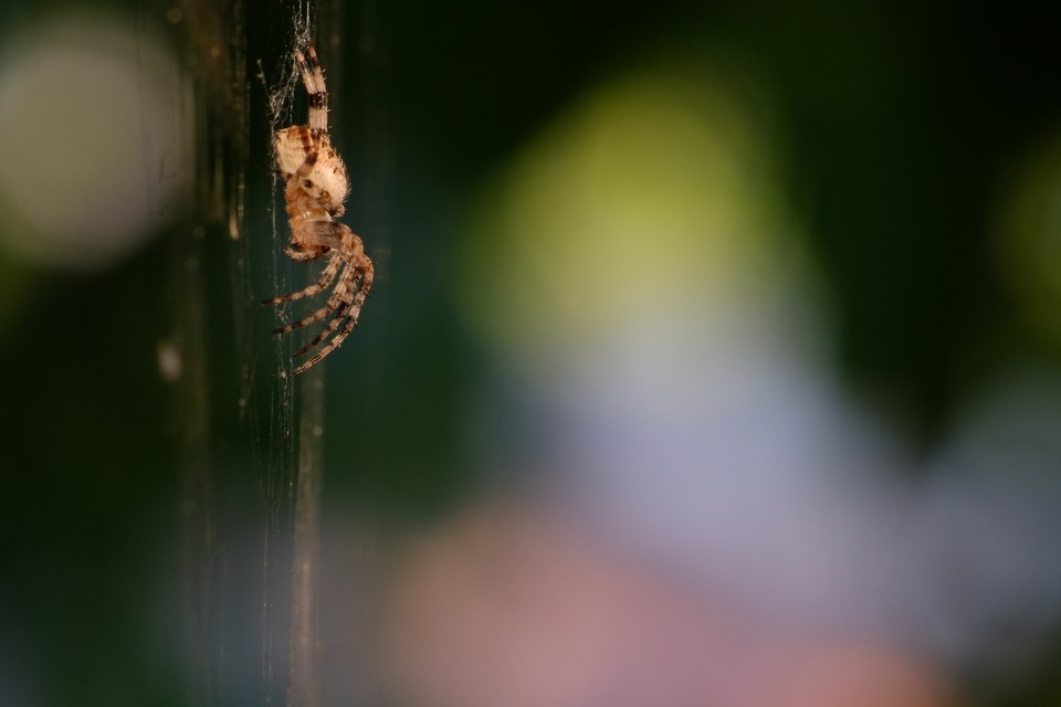 Araneus diadematus - koronás keresztespók