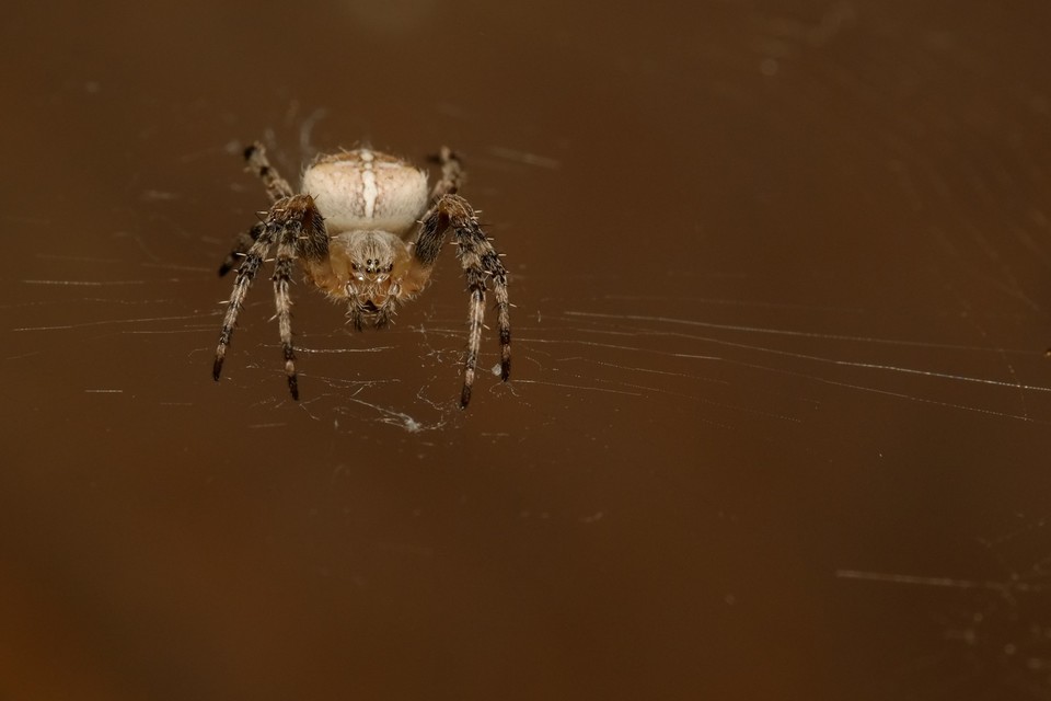 Araneus diadematus - koronás keresztespók
