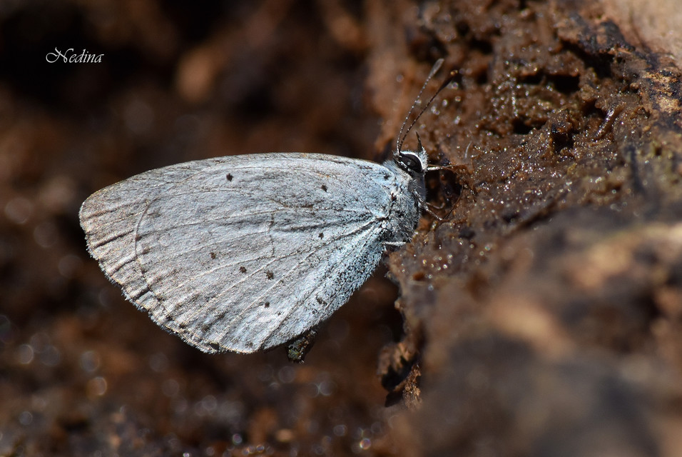 Celastrina argiolus - bengeboglárka