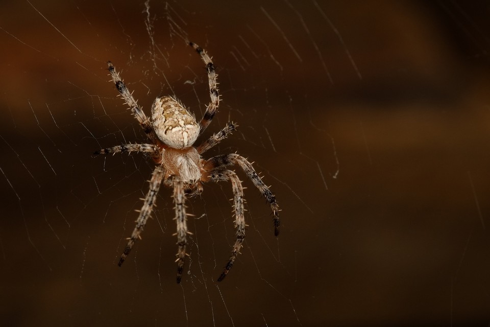 Araneus diadematus - koronás keresztespók