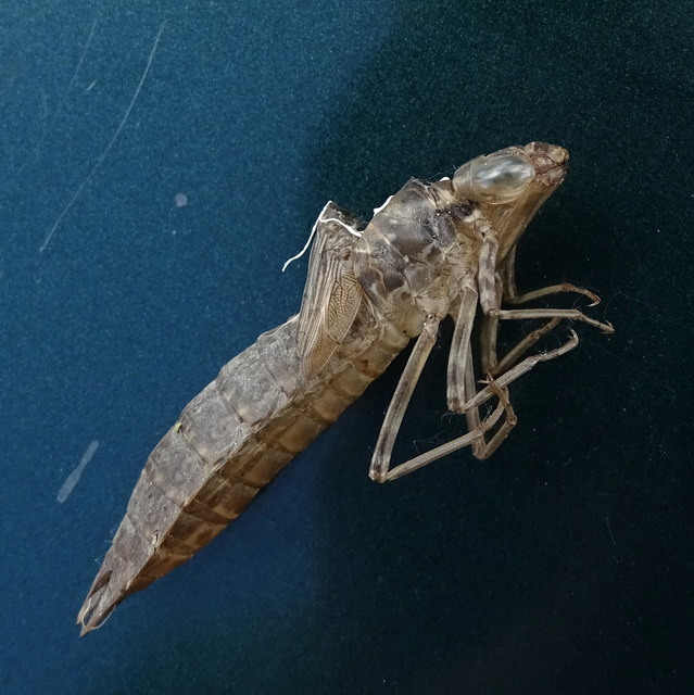 Anax