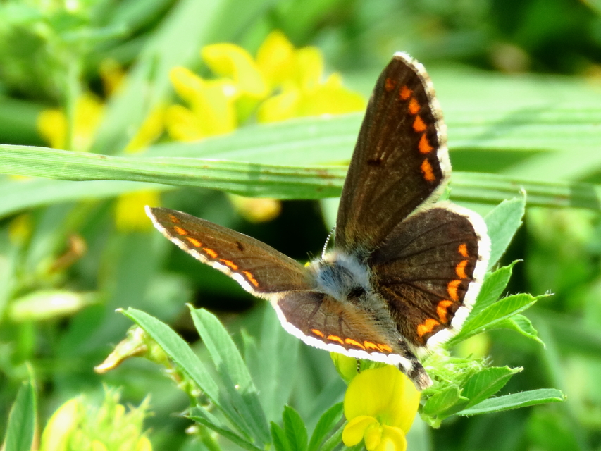 Aricia agestis - szerecsenboglárka