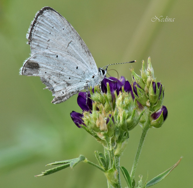 Celastrina argiolus - bengeboglárka