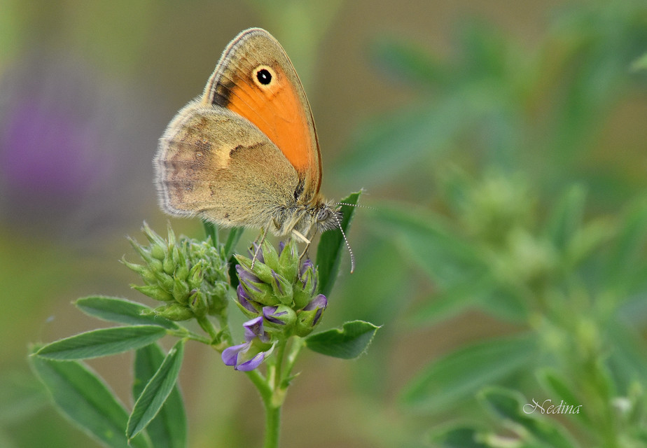 Coenonympha pamphilus - kis szénalepke