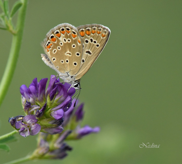 Polyommatus icarus - közönséges boglárka