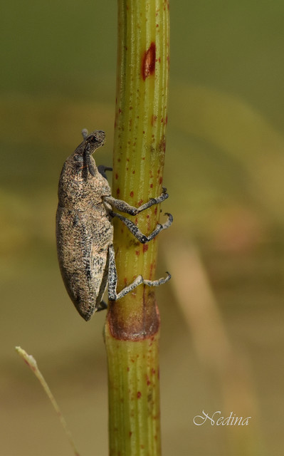 Rhabdorrhynchus echii - kígyósziszbarkó