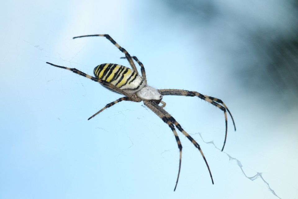 Argiope bruennichi - darázspók