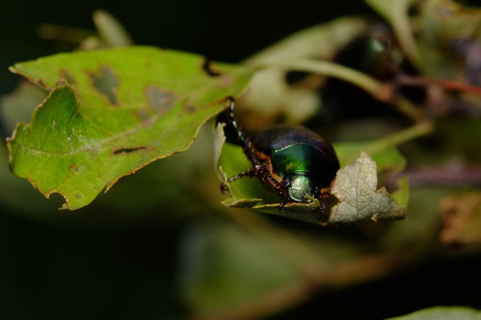 Anomala