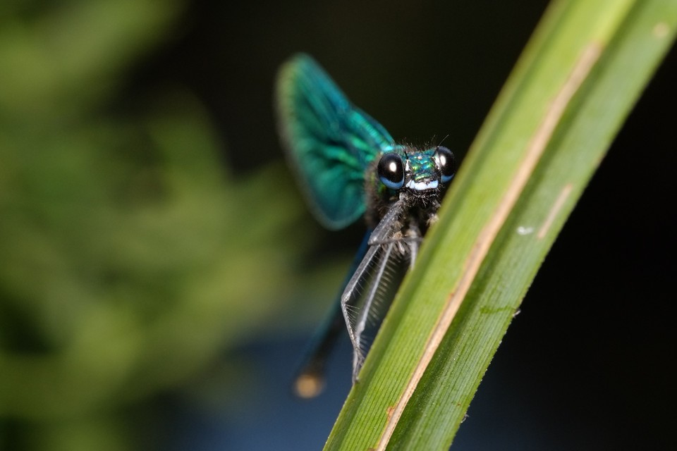 Calopteryx splendens - sávos szitakötő