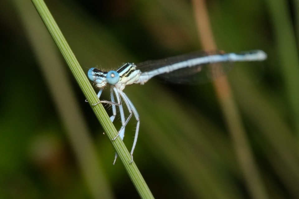 Platycnemis pennipes - széleslábú szitakötő