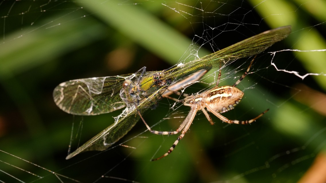 Argiope bruennichi - darázspók