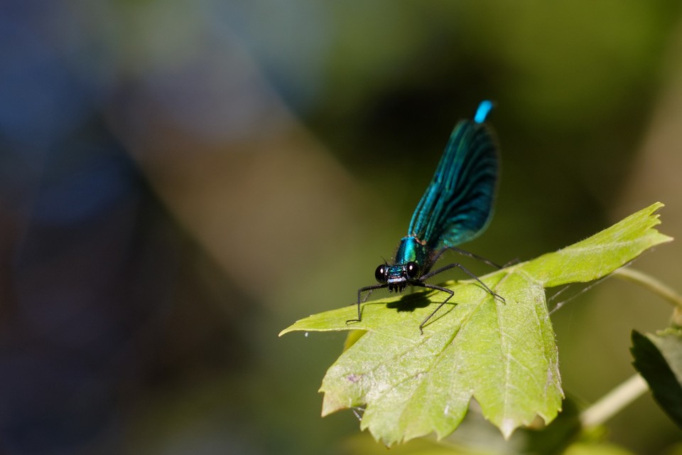 Calopteryx splendens - sávos szitakötő