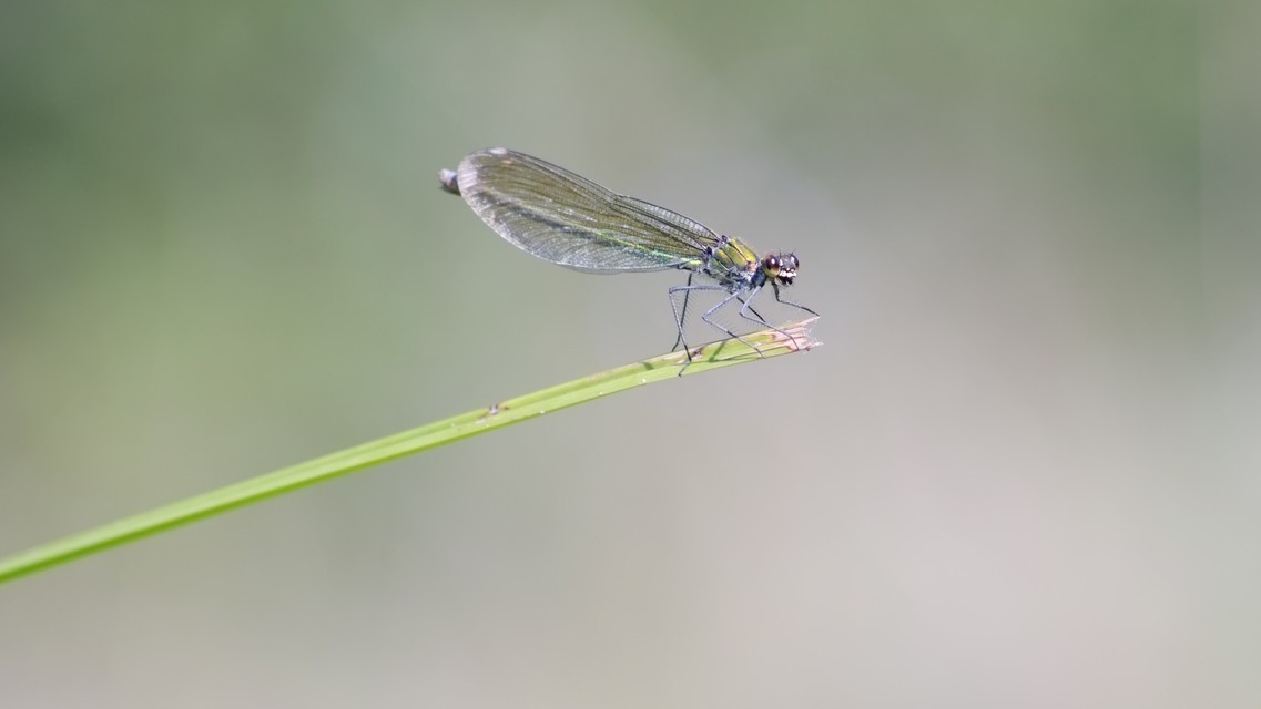 Calopteryx splendens - sávos szitakötő