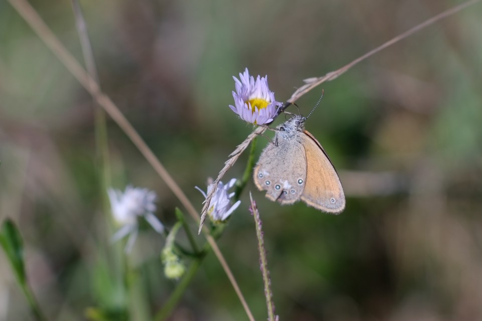 Coenonympha glycerion - közönséges szénalepke