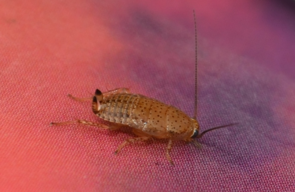 Ectobiidae
