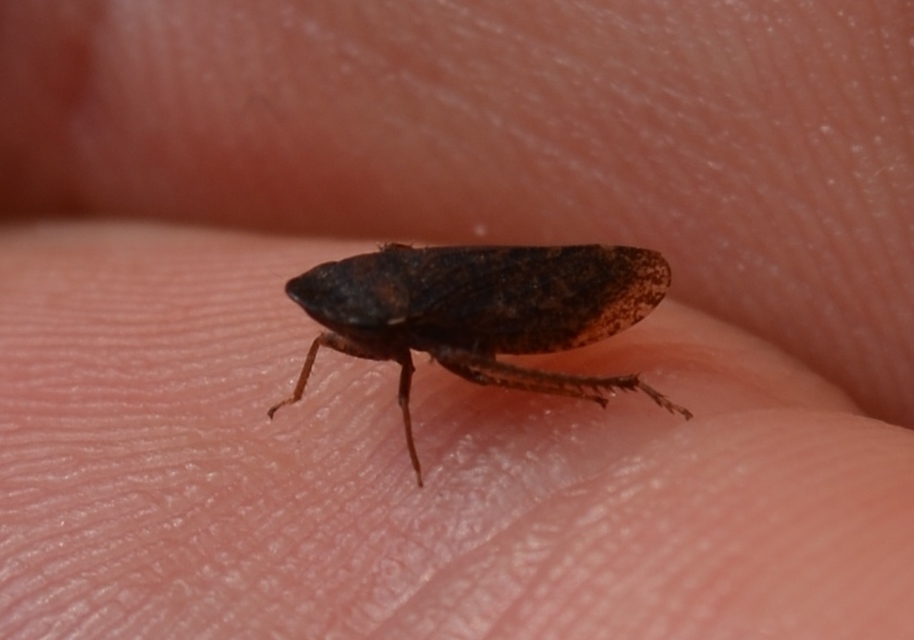Aphrodes