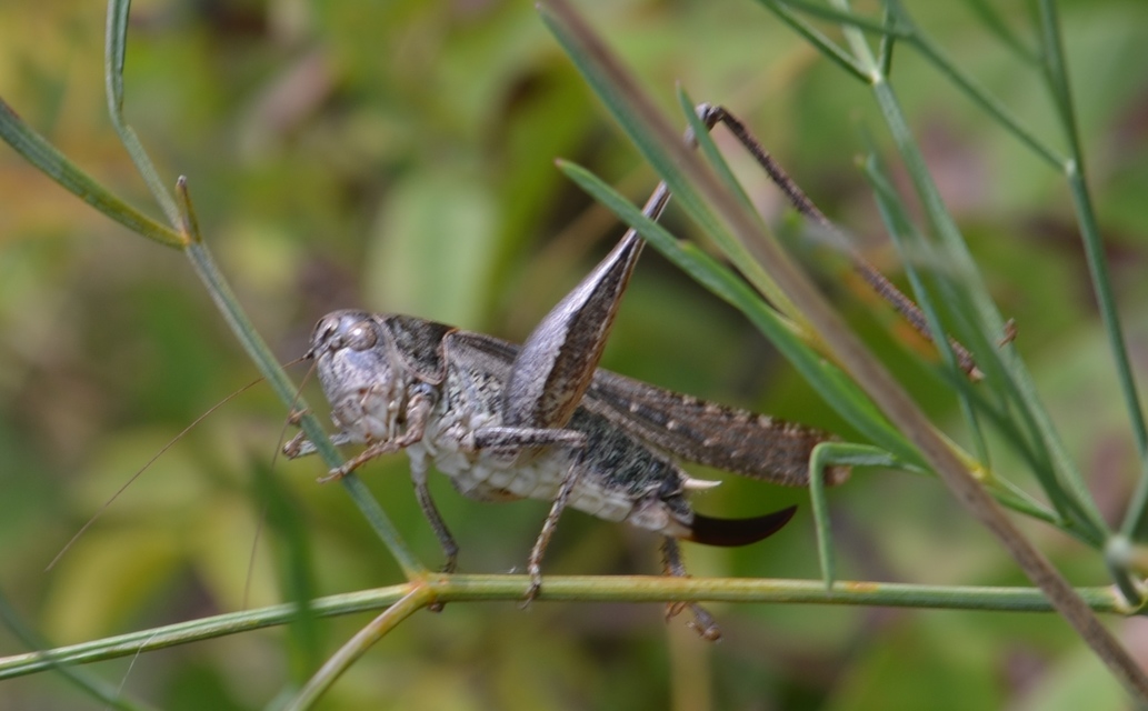 Platycleis grisea - szürke rétiszöcske